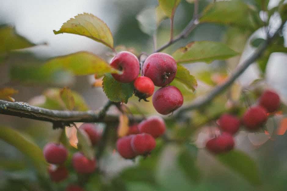 How to Cure Acne: The Benefits of Apple Cider Vinegar F IMG 68ae5ff26f749